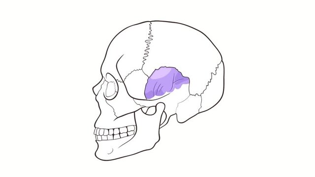 Alpha channel Human Skull side view Temporal Bone animation