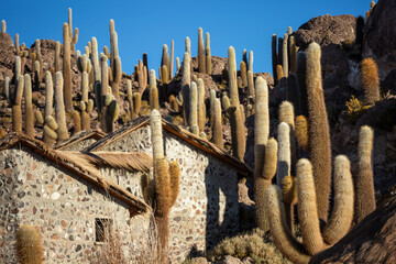 A giant cactus on Incahuasi Island in the Uyuni saline flat desert, Bolivia.