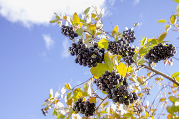 Aronia bush branch with ripe berries against a blue sky with clouds.