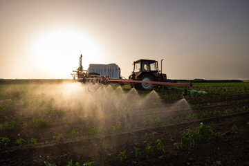 Fototapeta premium Tractor spraying vegetable field in sunset.