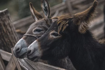 Foto op Plexiglas Schattige ezels op de veeboerderij © zinkevych