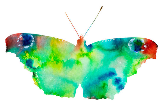 butterfly aquarelle picture on white paper