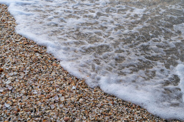 sea shells and foaming tide