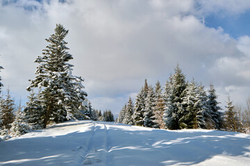 Fototapeta na wymiar Pine trees covered with fresh fallen snow in winter mountain forest on cold bright day