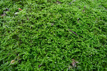 green grass texture