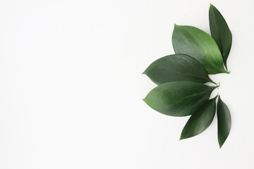 Green leaves on white background
