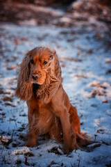 Pies rasowy. Cocker spaniel w zimowej scenerii