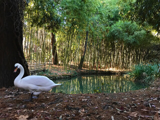 swan on the lake