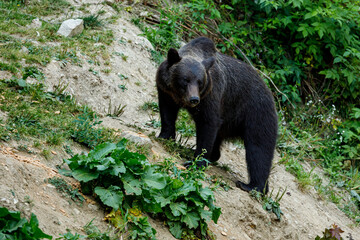 Fototapeta na wymiar A brown bear in the Carpathian of romania