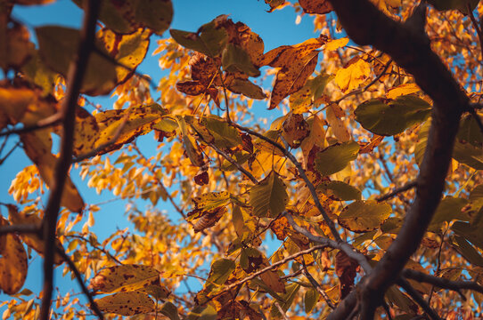autumn leaves against blue sky