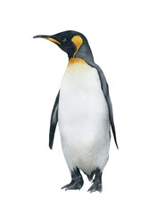 Hand-drawn watercolor king penguin illustration isolated on white background. Antarctic animal bird