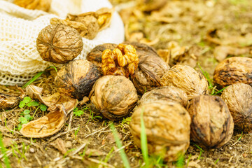 Walnut whole and kernels outdoors on ground.
