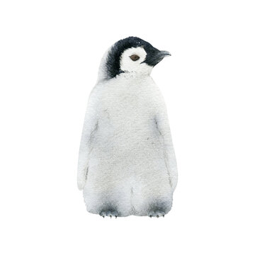 Hand-drawn watercolor baby Emperor penguin illustration isolated on white background. Antarctic winter animal