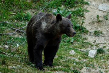 Plakat A brown bear in the Carpathian of romania