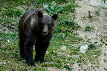 A brown bear in the Carpathian of romania