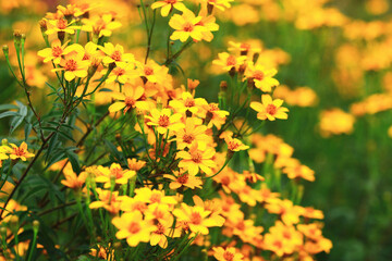 beautiful view of Copper Canyon Daisy(Lemon Marigold,Mexican Bush Marigold) flowers,many beautiful yellow flowers blooming in the garden in autumn
