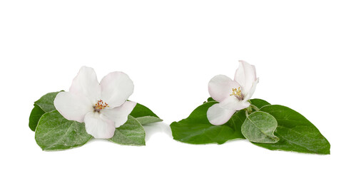 Quince flowers isolated on a white background