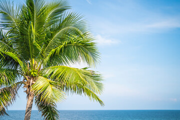 Coconut tree on the beach with blue sky and sea background