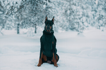 Doberman dog is sitting in the snow in a winter forest.