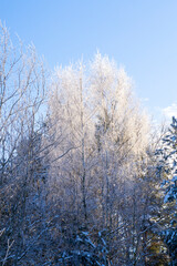 Beautiful winter landscape with snowy sunny trees. Cold view of nature by day for background