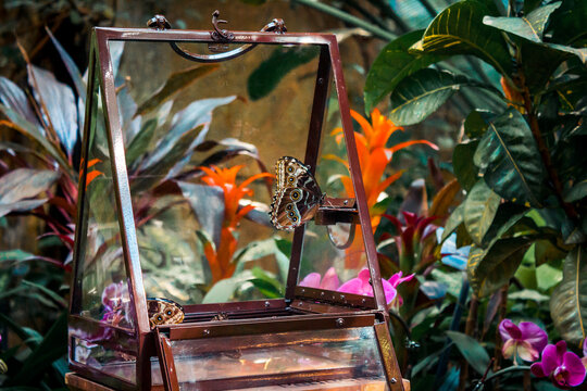 Butterfly Release In A Tropical Greenhouse