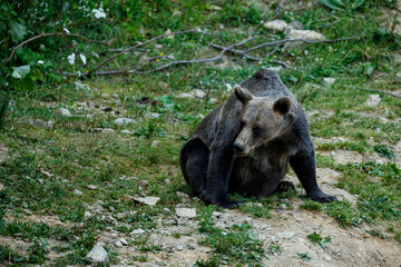 Obraz na płótnie Canvas A brown bear in the Carpathian of romania