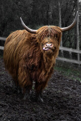 Scottish highland cow sticking tongue out