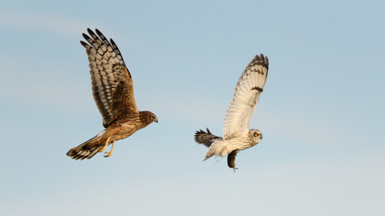 A short eared owl is carrying a vole as it flies.  A Northern Harrier is chasing the bird..  Their wings flapping against a pastel blue sky