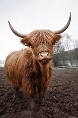 Scottish highland cow looking straight into the camera