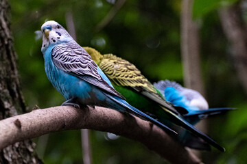 Blue and Green Budgie Parakeets