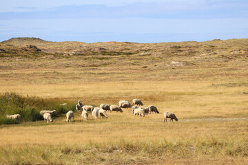 Sheep in the dune landscape in Germany