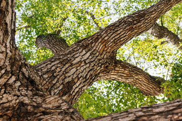 Looking Up at a Camphor Tree