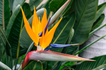 Bird of Paradise Flower