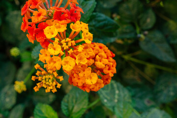 Red and Orange Flowers