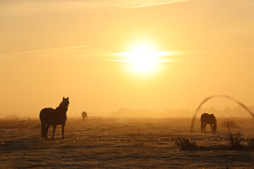 Horses in a foggy landscape at sunrise
