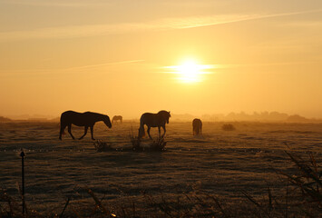 Naklejka na ściany i meble Horses in a foggy landscape at sunrise