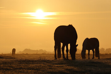 Naklejka na ściany i meble Horses in a foggy landscape at sunrise