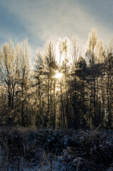 Sunlight shines through the winter snowy forest and trees. Beautiful view of wildlife during the day