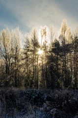 Foto auf Leinwand Sunlight shines through the winter snowy forest and trees. Beautiful view of wildlife during the day © Payllik