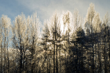 Sunlight shines through the winter snowy forest and trees. Beautiful view of wildlife during the day