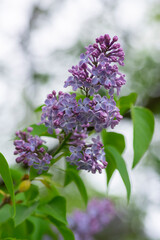 Obraz premium Syringa vulgaris violet purple flowering bush, groups of scented flowers on branches in bloom, common wild lilac tree