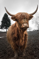 Highland cow in winter