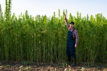 Caucasian middle aged male farmer stands by industrial hemp stalks at field sunset time