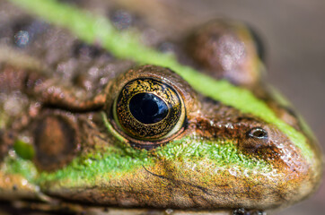 green frog's eye close-up super macro