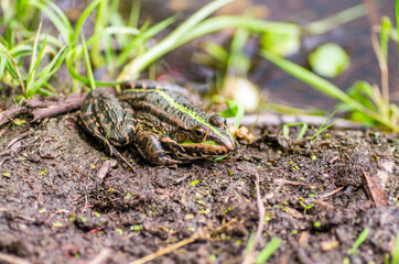 a frog is sitting on the shore