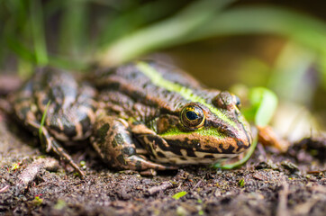 frog sitting on the shore close-up