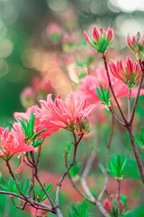 Branch of pink bright flowers of Rhododendron on a blurred background. Blooming azalea © Andrii_Abriutin
