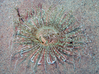 A Tube Anemone (Cerianthidae) in the Red Sea, Egypt