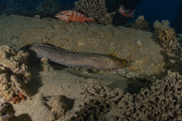 Moray eel Mooray lycodontis undulatus in the Red Sea, Eilat Israel
