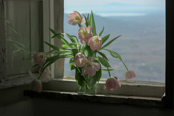 Bouquet of light pink tulips in a glass vase on the windowsill of a Tuscan antique window 